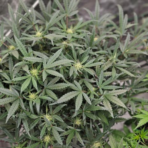 reesgrowlab Royal Bluematic Royal queen seeds growlog timeline photo