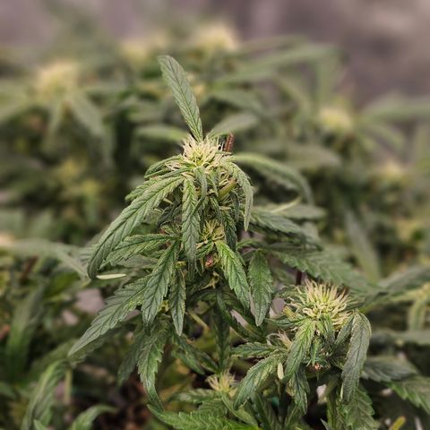 reesgrowlab HulkBerry Automatic Royal queen seeds growlog timeline photo