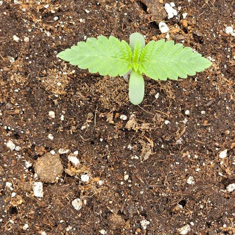 Reesgrowlab Kong's Krush growlog timeline photo