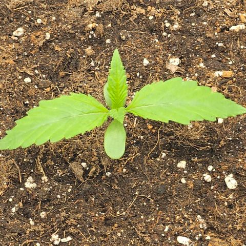 Reesgrowlab Exodus Cheese growlog timeline photo