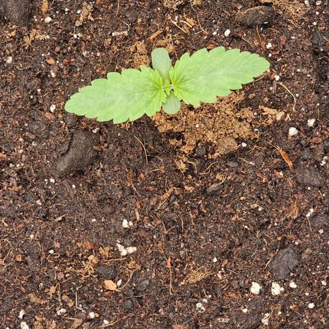 Reesgrowlab Candy kush #1 growlog timeline photo
