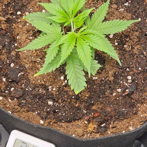 reesgrowlab Clone 1 Girl scout cookies growlog timeline photo