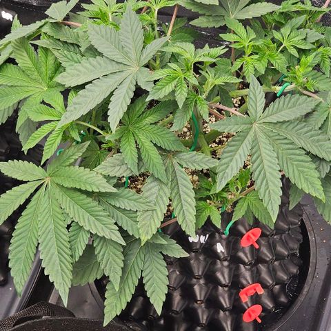 reesgrowlab Tarte Tatin Greenhouse growlog timeline photo