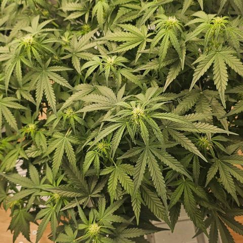 reesgrowlab Royal Bluematic Royal queen seeds growlog timeline photo