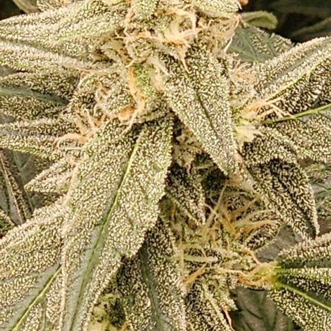 reesgrowlab F1 Orion Royal queen seeds growlog timeline photo