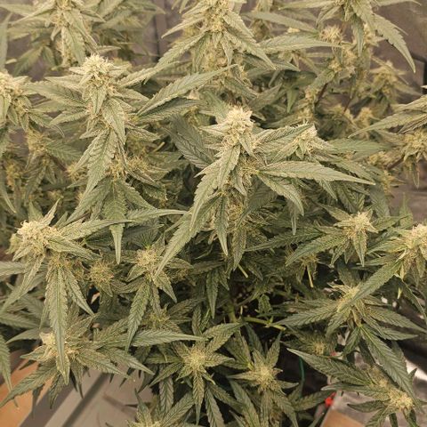 reesgrowlab F1 Orion Royal queen seeds growlog timeline photo