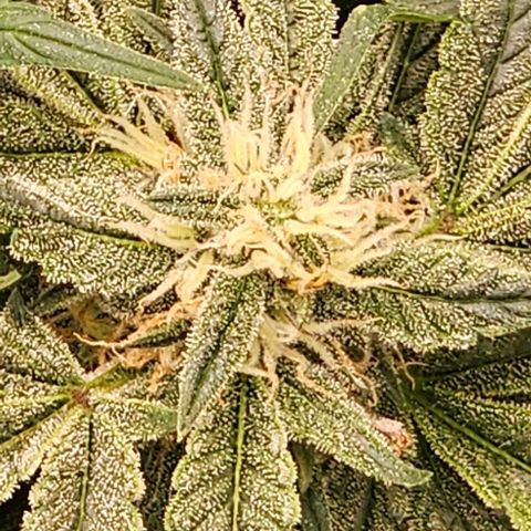 reesgrowlab HulkBerry Automatic Royal queen seeds growlog timeline photo