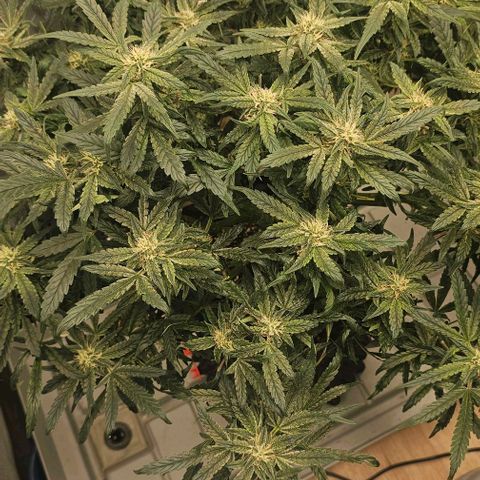 reesgrowlab HulkBerry Automatic Royal queen seeds growlog timeline photo