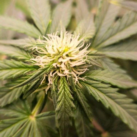 reesgrowlab Royal Bluematic Royal queen seeds growlog timeline photo