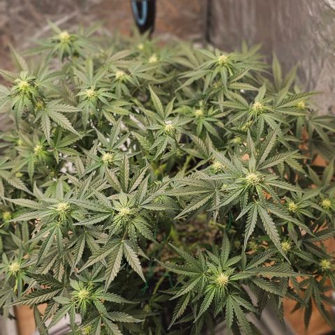 reesgrowlab Royal Bluematic Royal queen seeds growlog timeline photo