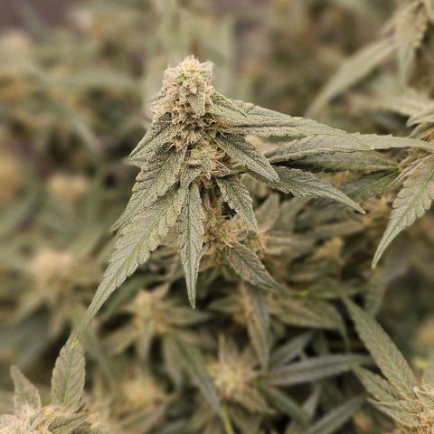 reesgrowlab F1 Orion Royal queen seeds growlog timeline photo