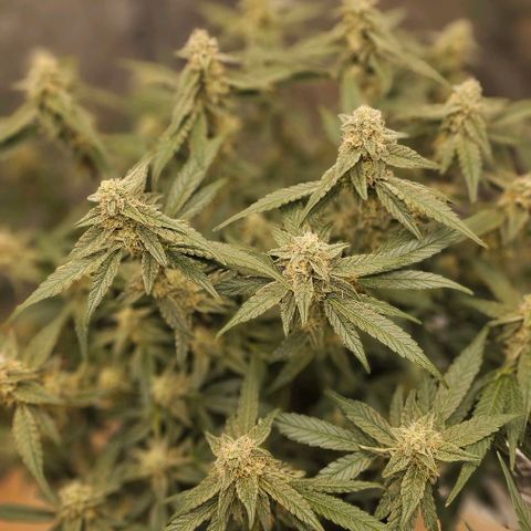 reesgrowlab F1 Orion Royal queen seeds growlog timeline photo