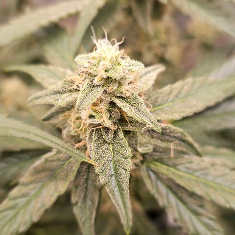 reesgrowlab F1 Orion Royal queen seeds growlog timeline photo