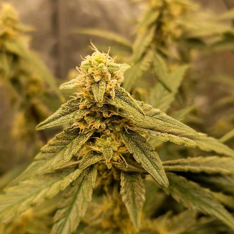 reesgrowlab F1 Orion Royal queen seeds growlog timeline photo