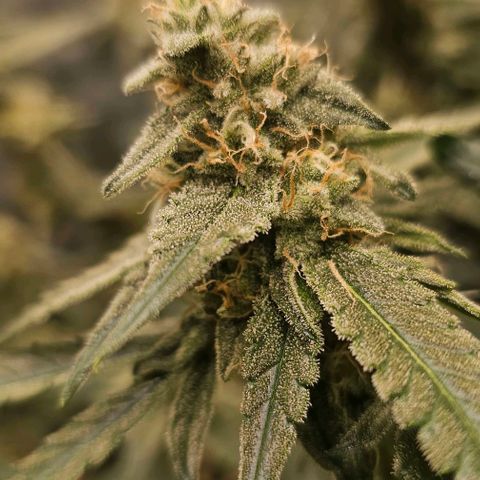 reesgrowlab F1 Orion Royal queen seeds growlog timeline photo