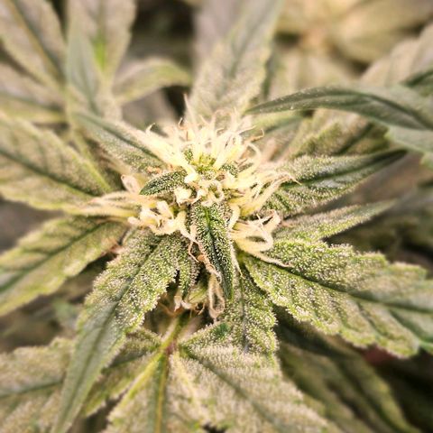 reesgrowlab HulkBerry Automatic Royal queen seeds growlog timeline photo