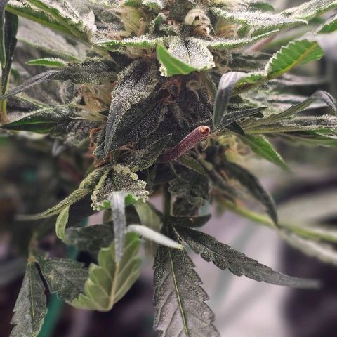 reesgrowlab HulkBerry Automatic Royal queen seeds growlog timeline photo