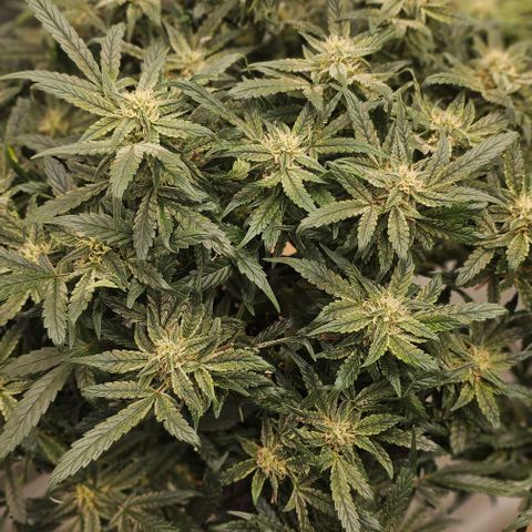 reesgrowlab HulkBerry Automatic Royal queen seeds growlog timeline photo