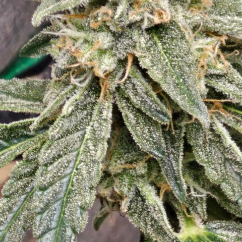 reesgrowlab F1 Orion Royal queen seeds growlog timeline photo