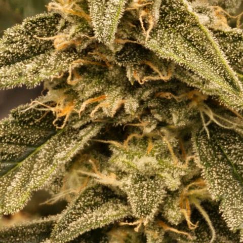 reesgrowlab F1 Orion Royal queen seeds growlog timeline photo