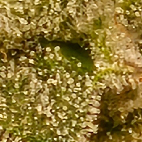 reesgrowlab F1 Orion Royal queen seeds growlog timeline photo