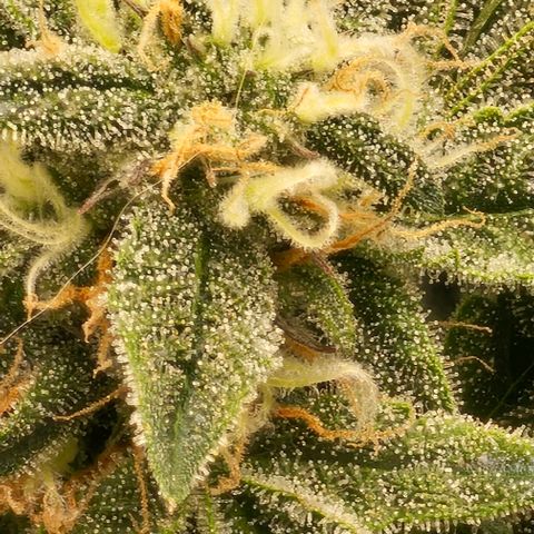reesgrowlab HulkBerry Automatic Royal queen seeds growlog timeline photo