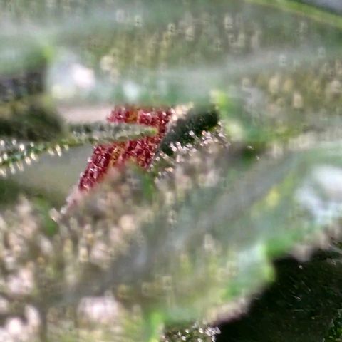 reesgrowlab HulkBerry Automatic Royal queen seeds growlog timeline photo
