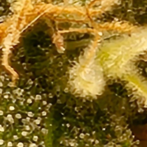 reesgrowlab HulkBerry Automatic Royal queen seeds growlog timeline photo