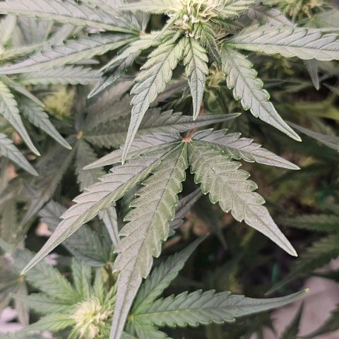 reesgrowlab Royal Bluematic Royal queen seeds growlog timeline photo