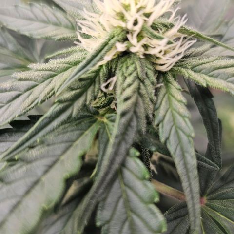 reesgrowlab Royal Bluematic Royal queen seeds growlog timeline photo