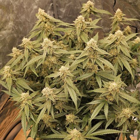 reesgrowlab F1 Orion Royal queen seeds growlog timeline photo