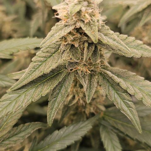 reesgrowlab F1 Orion Royal queen seeds growlog timeline photo