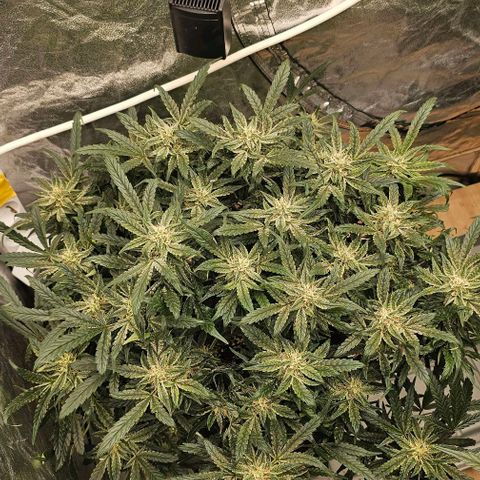 reesgrowlab HulkBerry Automatic Royal queen seeds growlog timeline photo