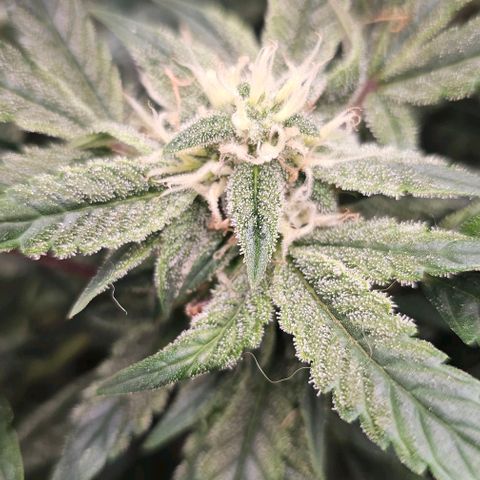 reesgrowlab HulkBerry Automatic Royal queen seeds growlog timeline photo
