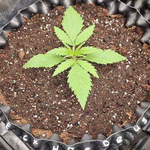 Reesgrowlab Exodus Cheese growlog timeline photo