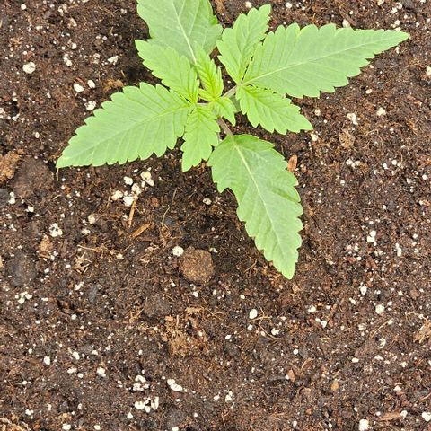 Reesgrowlab Kong's Krush growlog timeline photo