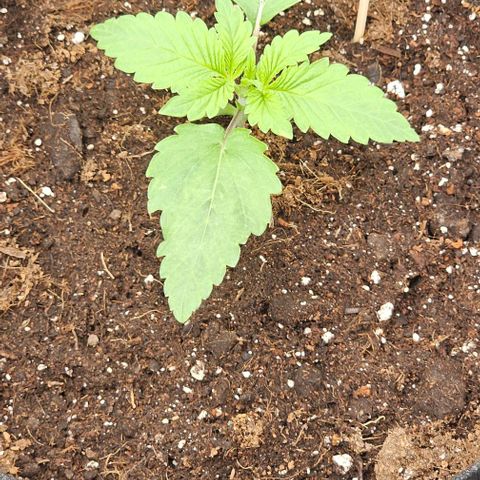 Reesgrowlab Candy kush #1 growlog timeline photo