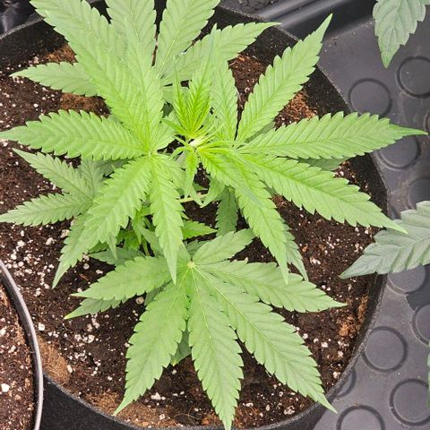reesgrowlab Clone 1 Girl scout cookies growlog timeline photo