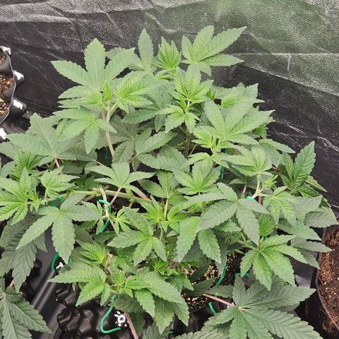 reesgrowlab Tarte Tatin Greenhouse growlog timeline photo