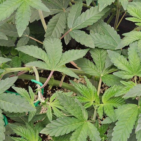 reesgrowlab Tarte Tatin Greenhouse growlog timeline photo
