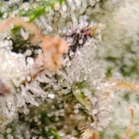 reesgrowlab F1 Orion Royal queen seeds growlog photo: Almost harvest day