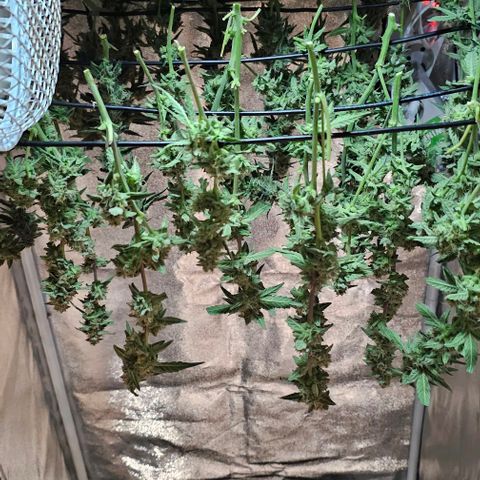 reesgrowlab F1 Orion Royal queen seeds growlog timeline photo