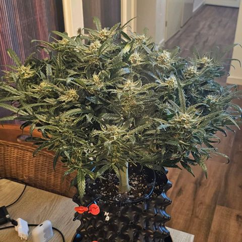 reesgrowlab HulkBerry Automatic Royal queen seeds growlog timeline photo