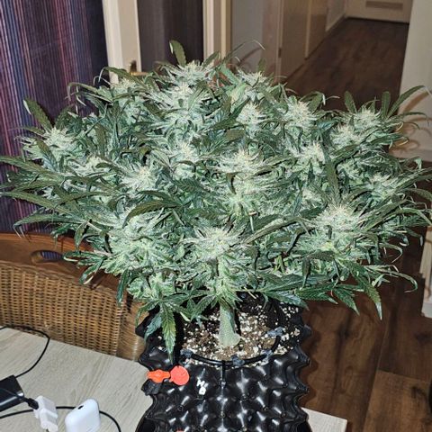 reesgrowlab HulkBerry Automatic Royal queen seeds growlog timeline photo