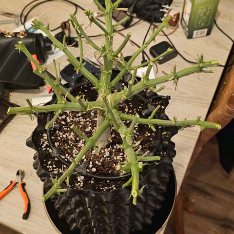 reesgrowlab HulkBerry Automatic Royal queen seeds growlog timeline photo