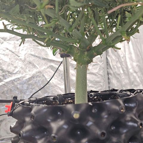 reesgrowlab HulkBerry Automatic Royal queen seeds growlog timeline photo
