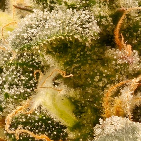 reesgrowlab HulkBerry Automatic Royal queen seeds growlog timeline photo