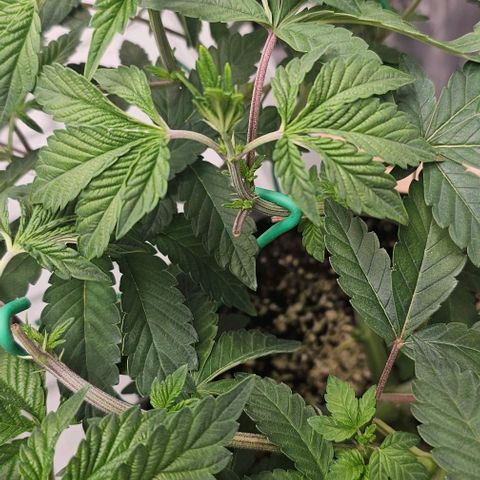 reesgrowlab Tarte Tatin Greenhouse growlog timeline photo