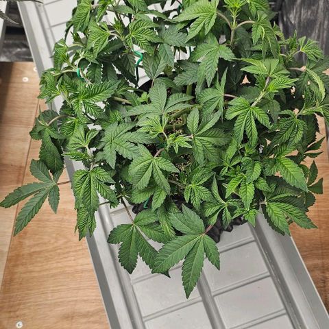reesgrowlab Tarte Tatin Greenhouse growlog timeline photo