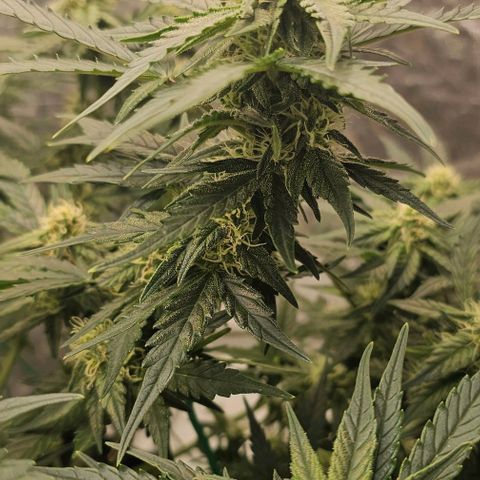 reesgrowlab Royal Bluematic Royal queen seeds growlog timeline photo